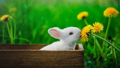 开云体育APP下载-中国足球职业俱乐部强化教练团队梯队构建，足球队教练组架构